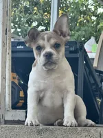 Leila, a female French Bulldog for sale in Victorville, CA – 2 of 5