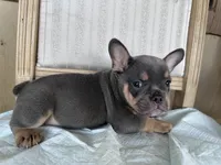 Kilo, a male French Bulldog for sale in Victorville, CA – 4 of 6
