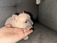 Leía , a female French Bulldog for sale in Victorville, CA – 3 of 6