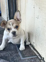 Leila, a female French Bulldog for sale in Victorville, CA – 5 of 5