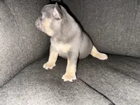Bella, a female French Bulldog for sale in Victorville, CA – 3 of 7