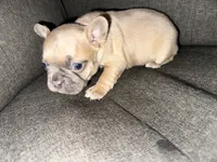 Leía , a female French Bulldog for sale in Victorville, CA – 4 of 6