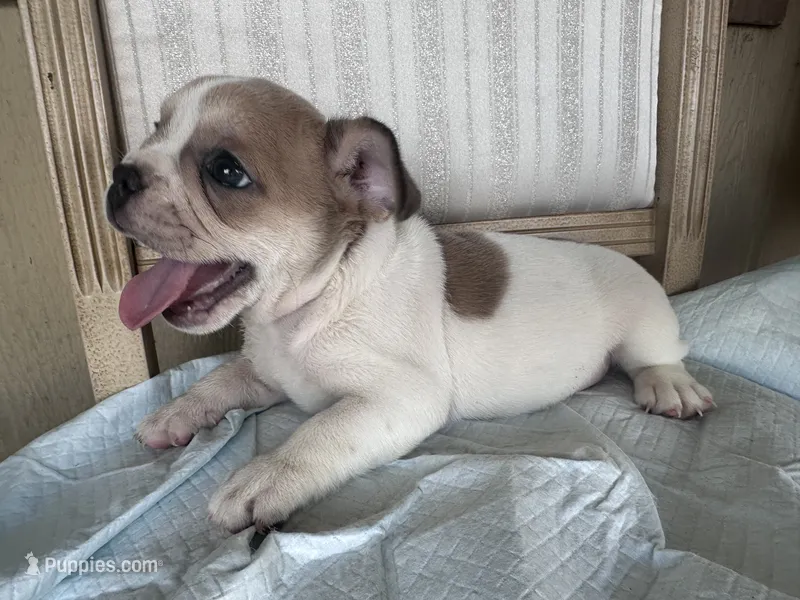 Leila – French Bulldog puppy for sale in Victorville, CA