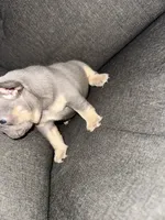 Bella, a female French Bulldog for sale in Victorville, CA – 7 of 7