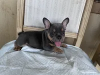 Kilo, a male French Bulldog for sale in Victorville, CA – 3 of 6