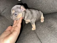 Daisy, a female French Bulldog for sale in Victorville, CA – 4 of 6