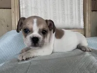 Leila, a female French Bulldog for sale in Victorville, CA – 5 of 6
