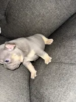 Bella, a female French Bulldog for sale in Victorville, CA – 2 of 7