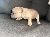 Leía , a female French Bulldog for sale in Victorville, CA – 2 of 6