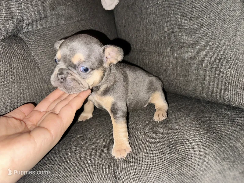 Daisy, a female French Bulldog for sale in Victorville, CA – 1 of 6
