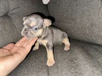 Daisy, a female French Bulldog for sale in Victorville, CA – 1 of 6