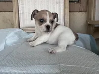 Leila, a female French Bulldog for sale in Victorville, CA – 4 of 6