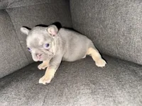 Bella, a female French Bulldog for sale in Victorville, CA – 6 of 7