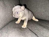 Bella, a female French Bulldog for sale in Victorville, CA – 5 of 7