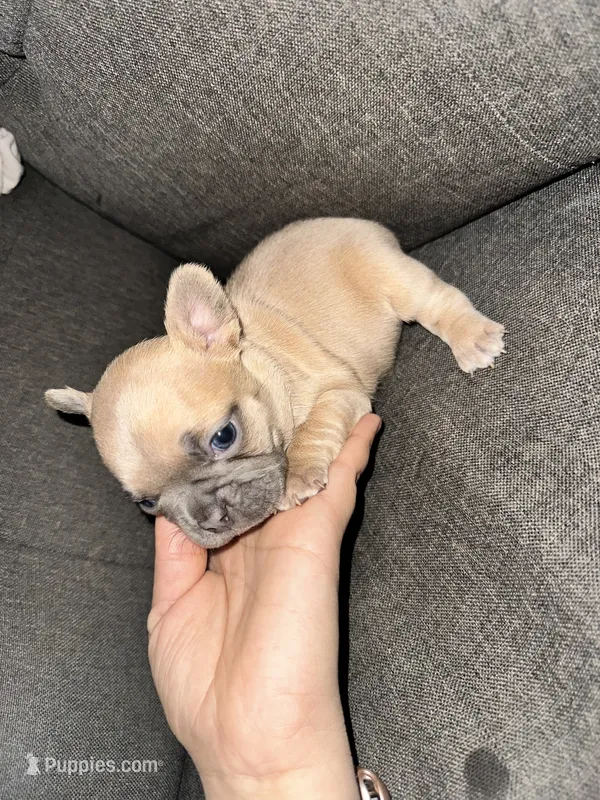 Leía , a female French Bulldog for sale in Victorville, CA – 1 of 6