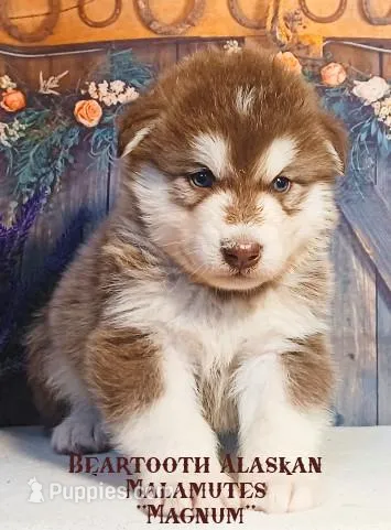 Litter due in June – Alaskan Malamute puppy for sale in Powell, WY