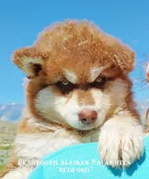 Litter due in June, a  Alaskan Malamute for sale in Powell, WY – Photo 2 of 6