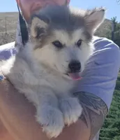 Litter due in June, a  Alaskan Malamute for sale in Powell, WY – Photo 5 of 6