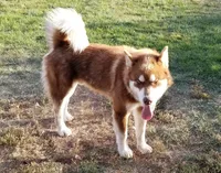 Litter due in June, a  Alaskan Malamute for sale in Powell, WY – Photo 3 of 6