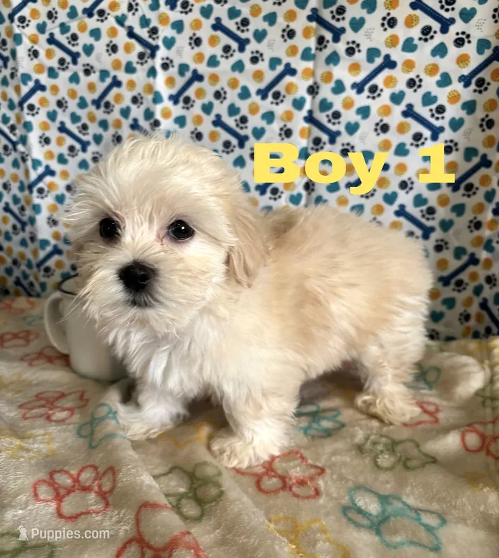 Baby boy – Maltese, Shih Tzu puppy for sale in Troy, MI