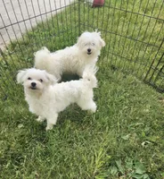 Muffin , a male Maltese for sale in Troy, MI – 5 of 6