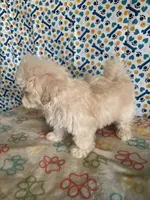Baby, a male Maltese and Shih Tzu for sale in Troy, MI – 8 of 9