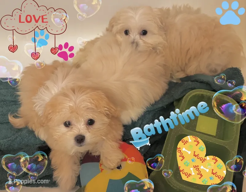 Puppy – Maltese, Shih Tzu puppy for sale in Troy, MI