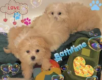 Puppy, a male Maltese and Shih Tzu for sale in Troy, MI – 1 of 2