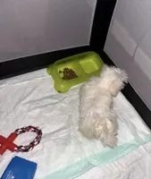 Muffin , a male Maltese for sale in Troy, MI – 6 of 6