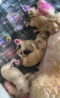 Baby boy, a male Maltese and Shih Tzu for sale in Troy, MI – 5 of 7