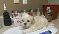 Baby, a male Maltese for sale in Troy, MI – 2 of 10
