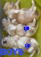 Baby, a male Maltese for sale in Troy, MI – 10 of 10