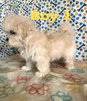 Baby boy, a male Maltese and Shih Tzu for sale in Troy, MI – 4 of 7