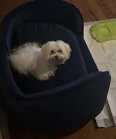 Muffin , a male Maltese for sale in Troy, MI – 4 of 6