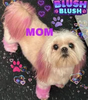 Baby boy, a male Maltese and Shih Tzu for sale in Troy, MI – 2 of 7