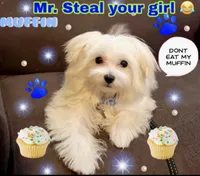Muffin , a male Maltese for sale in Troy, MI – 3 of 6