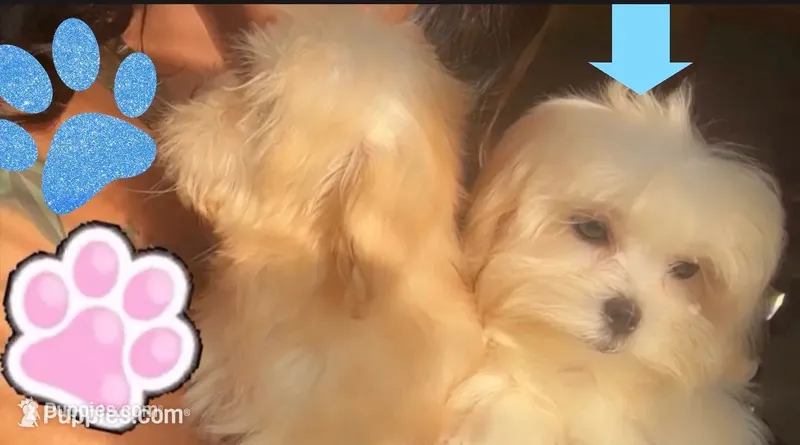 Baby – Maltese puppy for sale in Troy, MI
