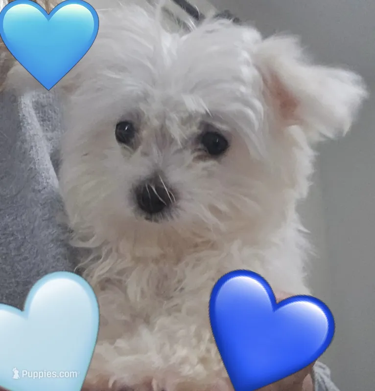 Muffin  – Maltese puppy for sale in Troy, MI
