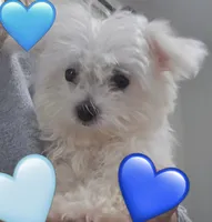 Muffin , a male Maltese for sale in Troy, MI – 1 of 6