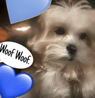 Baby, a male Maltese for sale in Troy, MI – 4 of 10