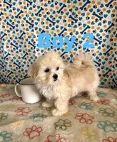 Baby boy, a male Maltese and Shih Tzu for sale in Troy, MI – 3 of 7