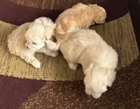 Baby, a male Maltese and Shih Tzu for sale in Troy, MI – 6 of 9