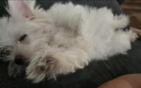 Muffin , a male Maltese for sale in Troy, MI – 2 of 6