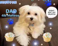 Baby boy, a male Maltese and Shih Tzu for sale in Troy, MI – 7 of 7