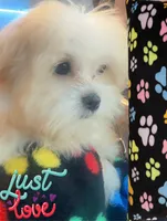 Baby, a male Maltese for sale in Troy, MI – 3 of 10