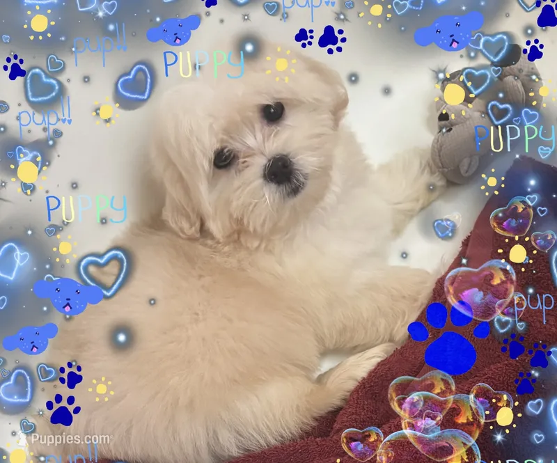 Baby – Maltese, Shih Tzu puppy for sale in Troy, MI