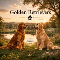 Puppies Expected in September , a  Golden Retriever for sale in Miami, FL – 1 of 1