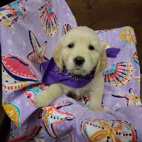 Miss Purple, a female Golden Retriever for sale in Hillsboro, KS – Photo 2 of 6