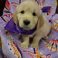 Miss Purple, a female Golden Retriever for sale in Hillsboro, KS – Photo 5 of 6