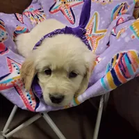 Miss Purple, a female Golden Retriever for sale in Hillsboro, KS – Photo 6 of 6